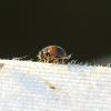 Scymnus interruptus